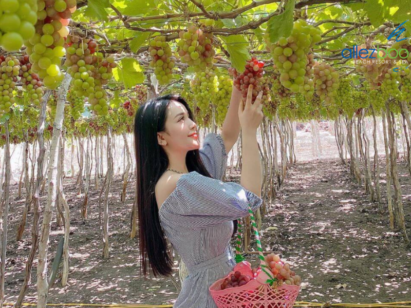 TOUR NINH CHỮ - VĨNH HY - CAM RANH, RESORT 5 SAO - XE VIP LIMOUSINE, 3 NGÀY 2 ĐÊM